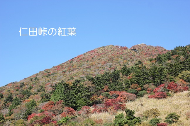 仁田峠の紅葉の写真