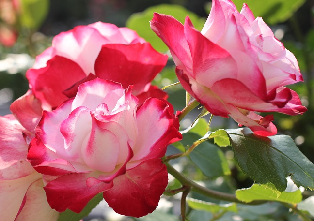 バラの花の写真