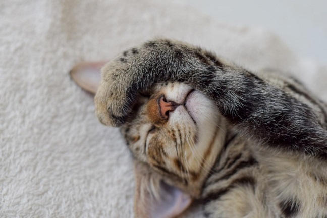 眠ってる子猫の写真