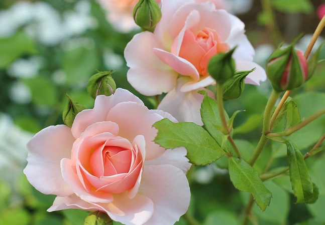 ピンクのバラの花の写真