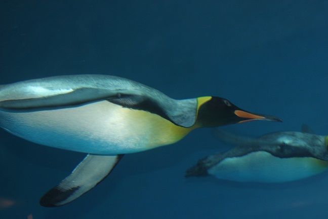 泳ぐのが早いペンギンの写真