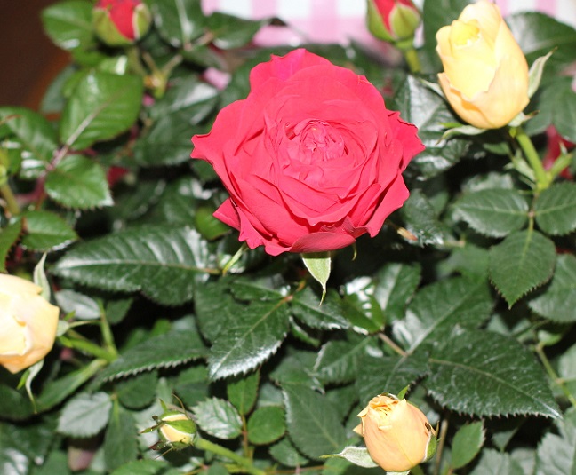 バラの鉢植えの写真