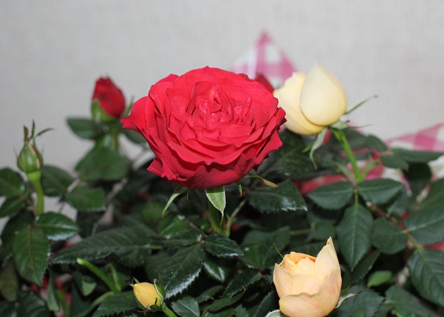 バラの鉢植えのプレゼントって嬉しい 感想と上手な育て方 優しい雨