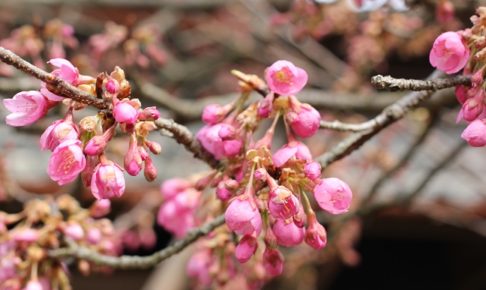 少し咲き始めた緋寒桜の写真