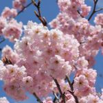 ピンクの八重の梅の写真
