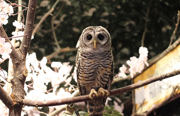 チャコモリフクロウの写真