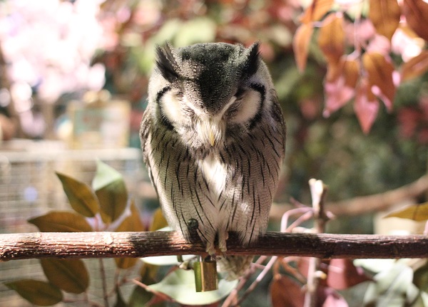 スピックコノハズクの写真