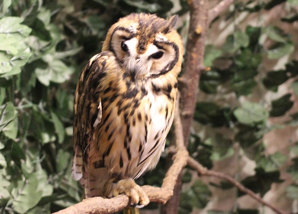 ベンガルワシミミズクの写真