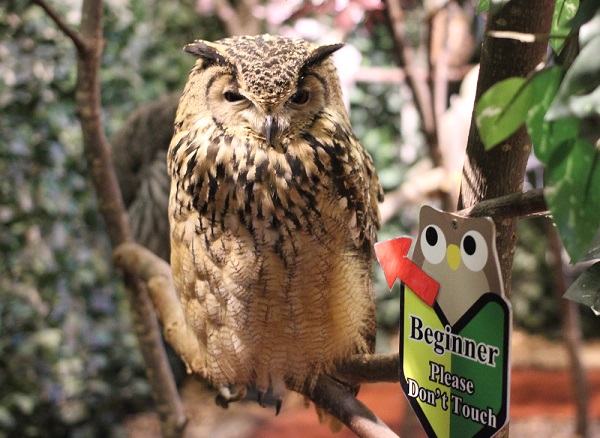 アフリカワシミミズクの写真