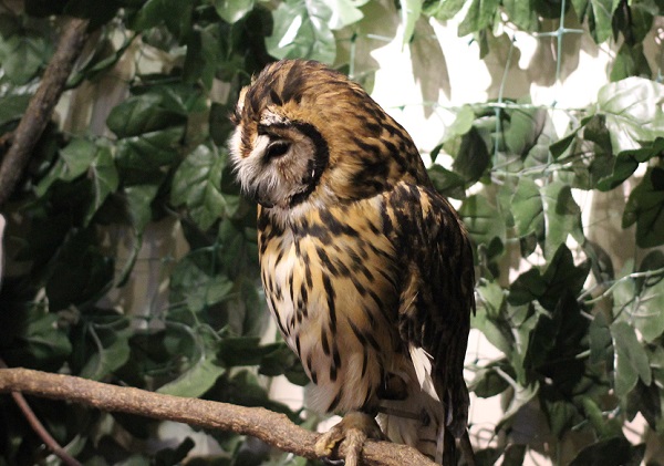 ウサギフクロウの写真