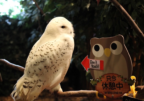 シロフクロウの写真