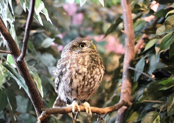 コキンメフクロウの写真
