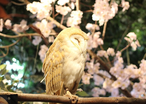 眠ってしまったメンフクロウの写真