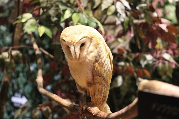 メンフクロウの写真