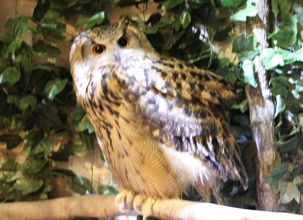 シベリアワシミミズクの写真