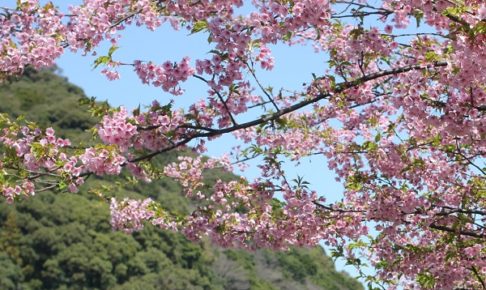 佐々川と河津桜の写真