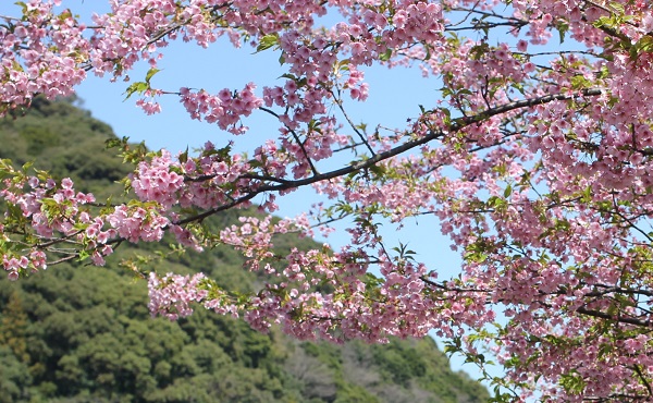 佐々川と河津桜の写真