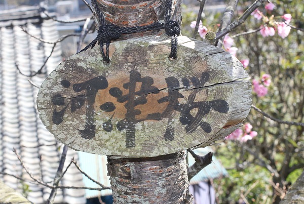 河津桜の木の看板
