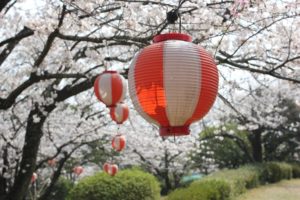 桜とボンボリの写真