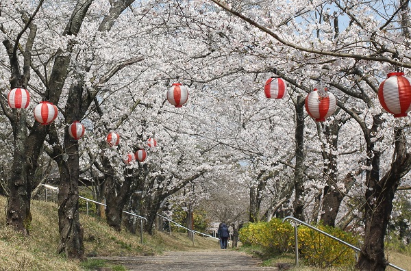 桜のトンネルと赤ちょうちんの写真