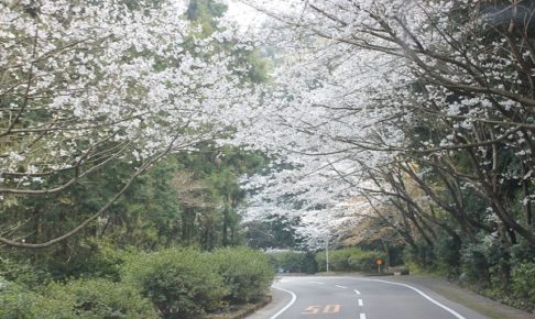 森山の桜のトンネルの写真