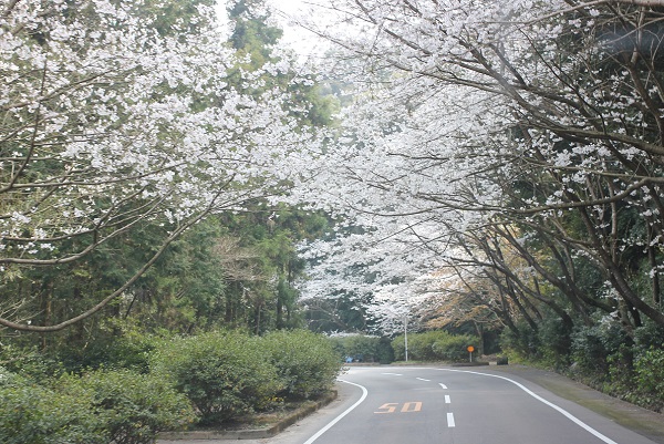 森山の桜のトンネルの写真