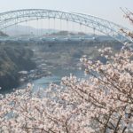 西海橋と桜の写真