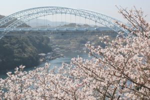 西海橋と桜の写真