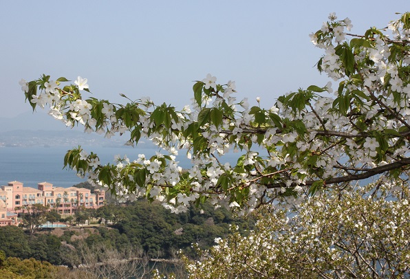 桜と大村湾の写真