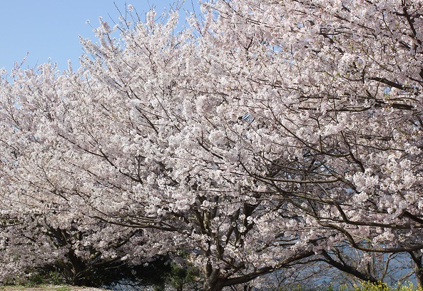 満開のソメイヨシノ桜の写真