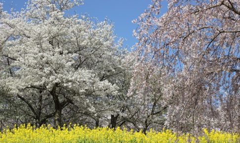 四本堂公園の桜と菜の花の写真