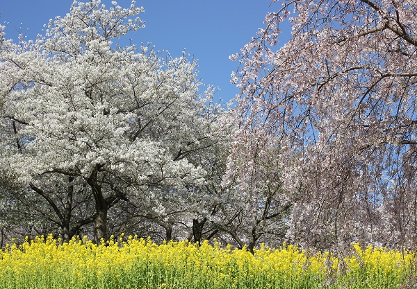 四本堂公園の桜と菜の花の写真