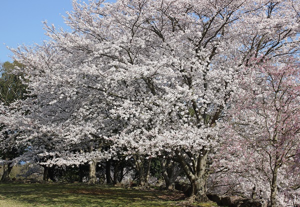 満開の桜大きな木の写真