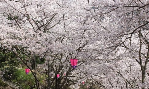 中尾城公園の桜の写真