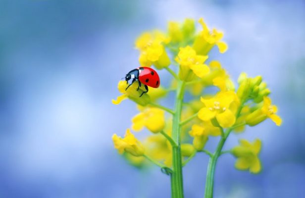 菜の花とテントウムシの写真