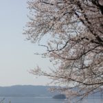 大村湾と桜の写真