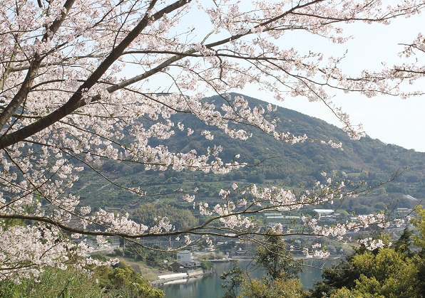 桜と長与の山と大村湾の写真