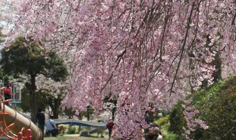 のぞみ公園の枝垂桜の写真