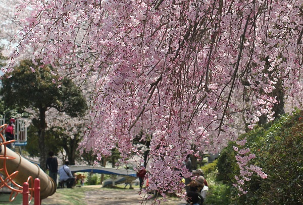 のぞみ公園の枝垂桜の写真