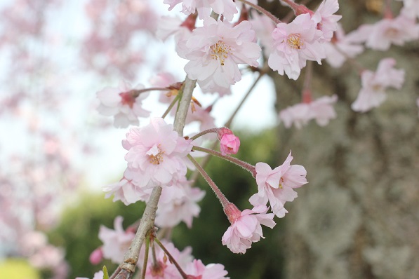 しだれ桜のアップの写真