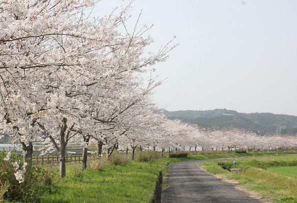 川沿いの桜の並木道の写真