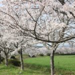 波佐見、桜の並木道の写真