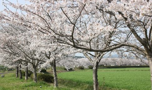 波佐見、桜の並木道の写真