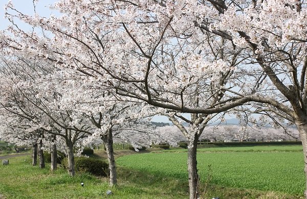 桜の並木道の写真