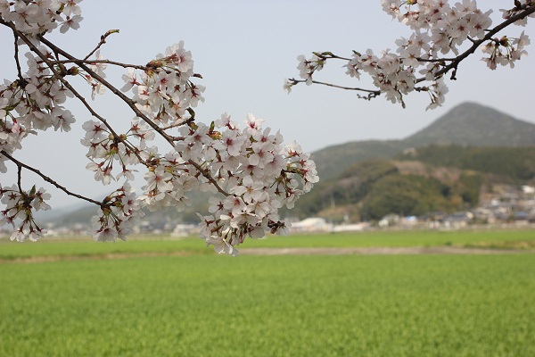 波佐見の桜