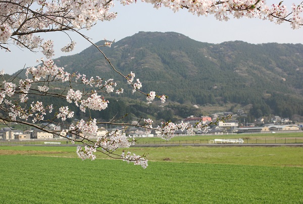 麦畑と桜と山の写真