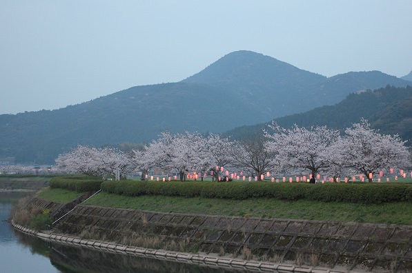 川沿いの桜並木と提灯に灯りがともった写真