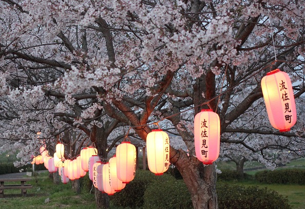 提灯と桜の写真