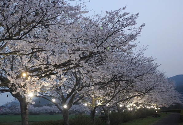 ライトアップした桜の並木道の写真