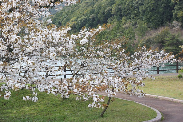 池と山を背景にした桜の写真